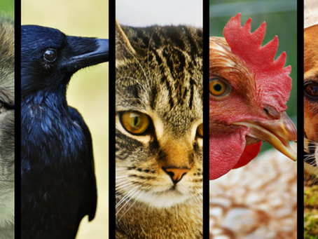The case of the animals against the humans
