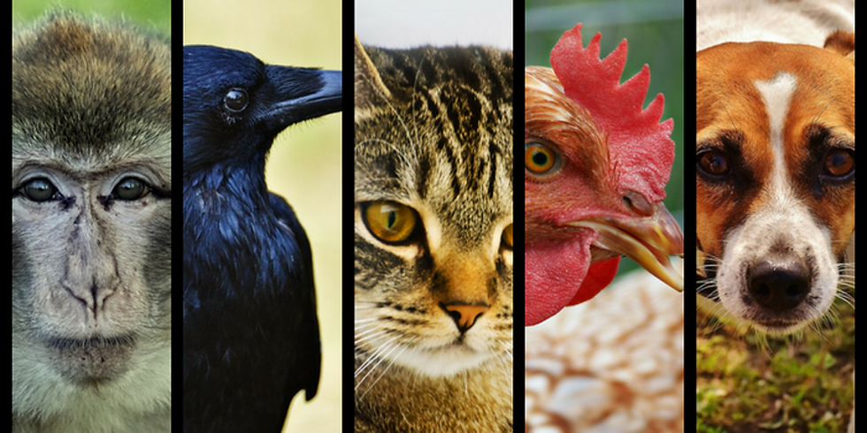 The case of the animals against the humans