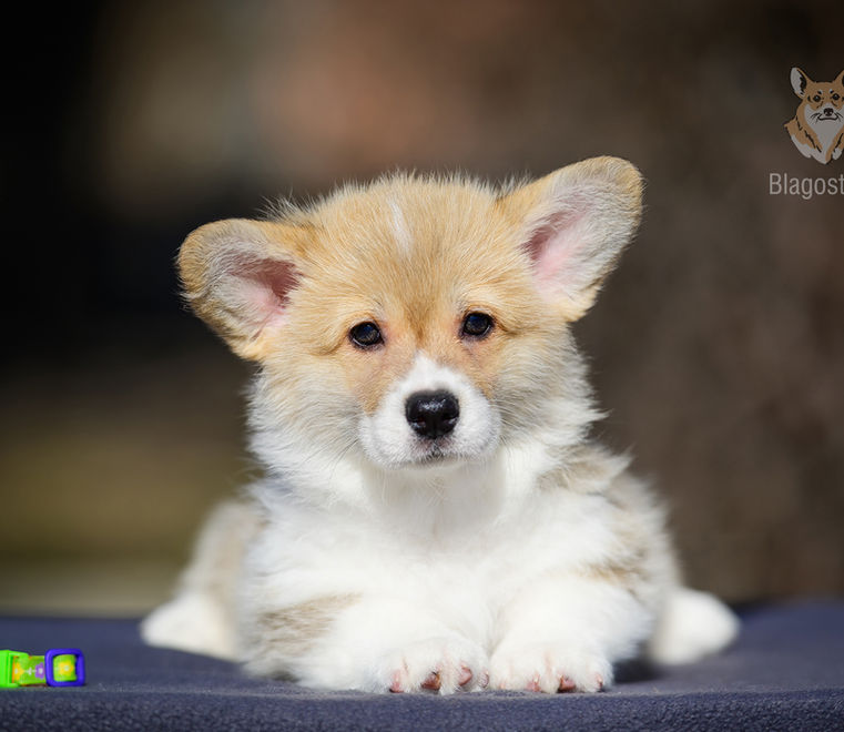 купити  вельш коргі пемброк Київ розплідник Blagost Svargi