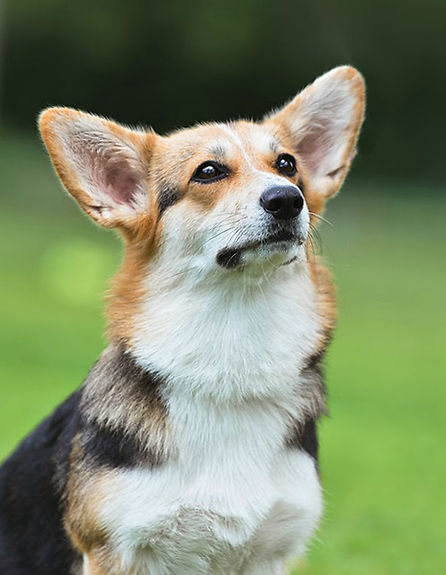 Barracuda Blagost` Svargi