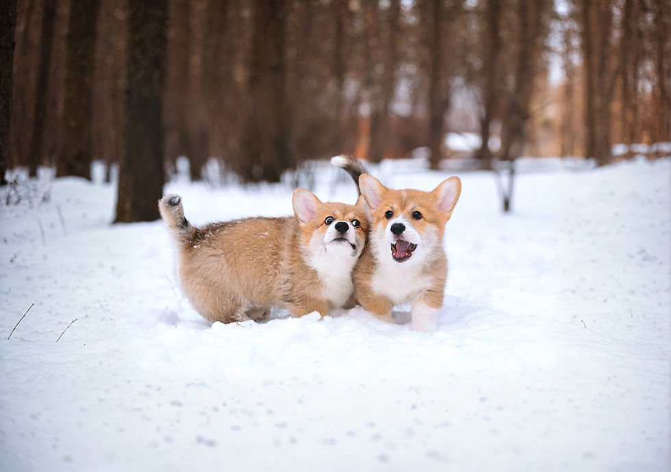 Red Pembroke Welsh Corgi puppies playfully jumping in the snow.