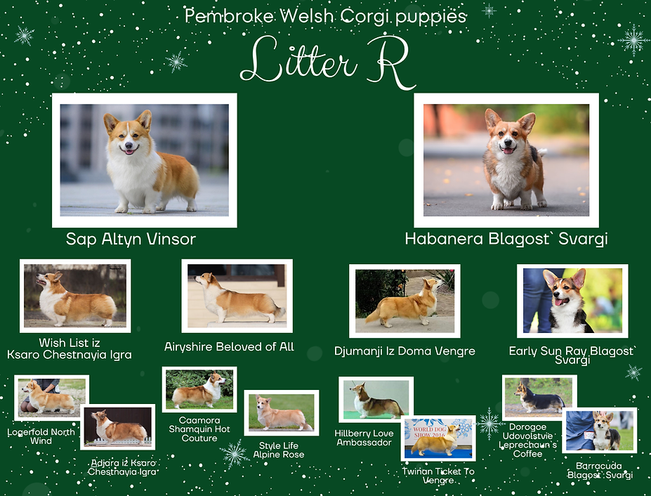 Родовід цуценят вельш коргі пемброк помету R – Blagost’ Svargi