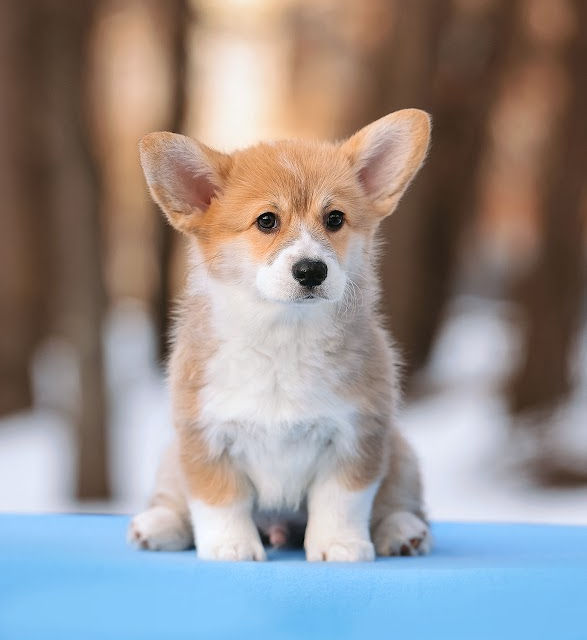 Otter Dash – чарівне цуценя вельш-коргі з великими вушками, позує на вулиці.