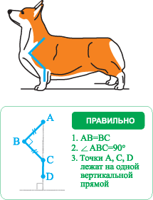 правильные углы пемброка