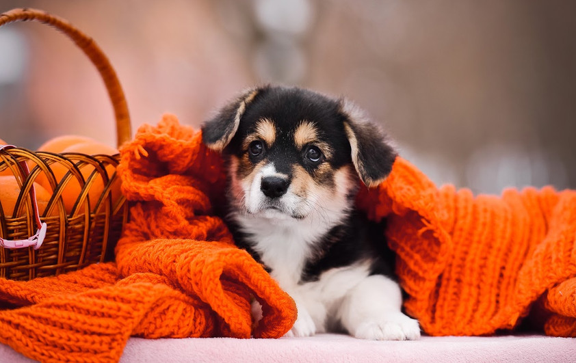DSC_2398 копия.jpg