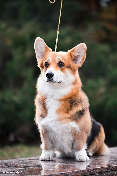 AVALON
BLAGOST` SVARGI