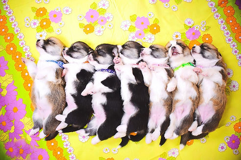 DSC_5463 копия.jpg