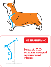 не правильные углы пемброка