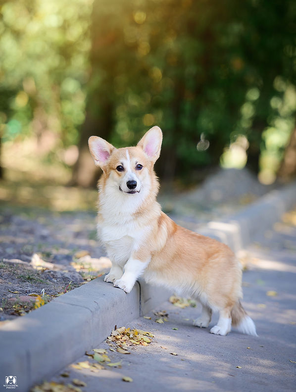 welsh-corgi-pembroke-puppy-price.jpg