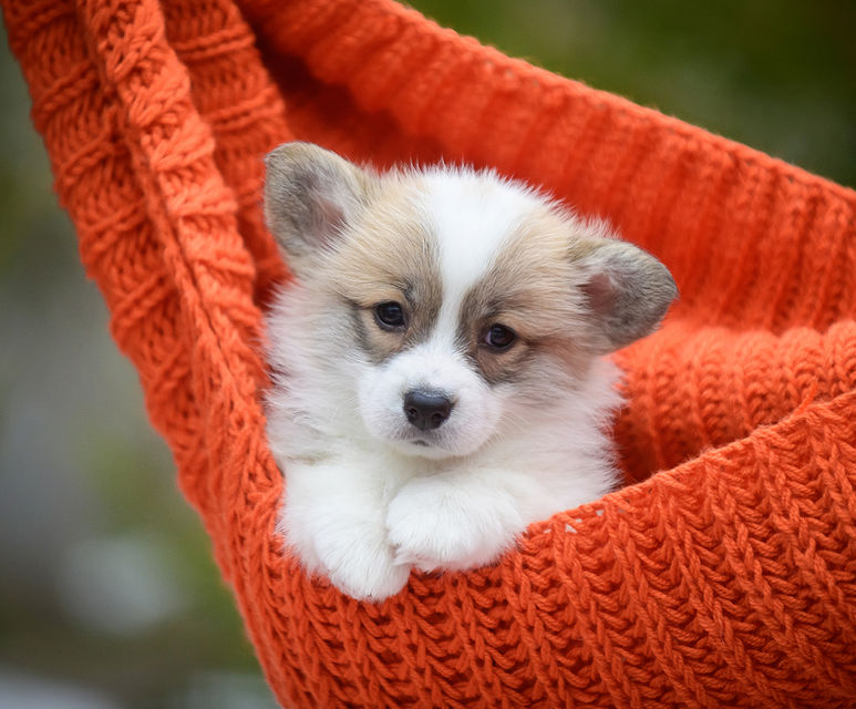 Милый щенок пемброк вельш корги бело-рыжего окраса с задумчивым взглядом, уютно устроившийся в оранжевой вязаной корзине, питомник корги, Украина