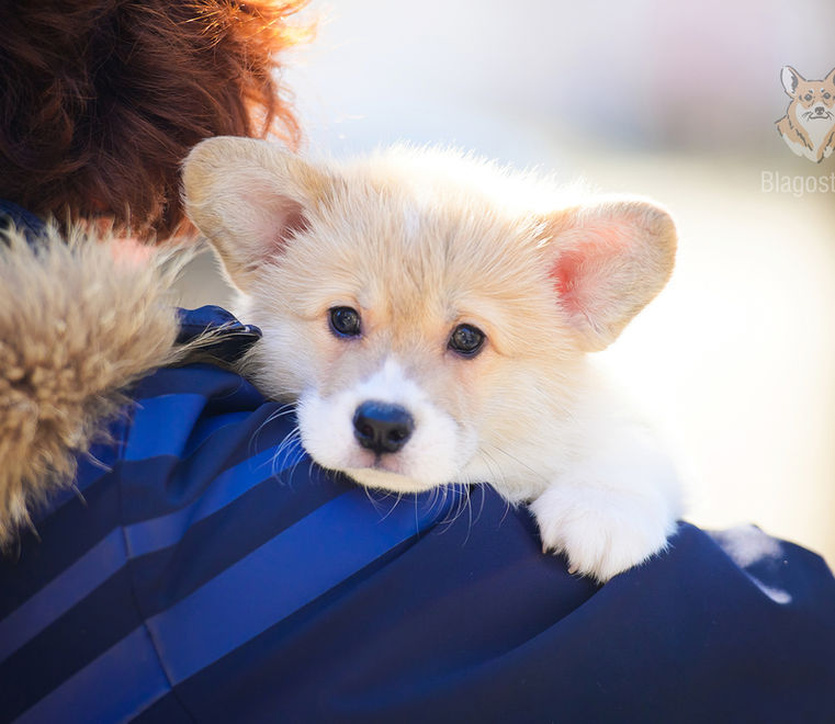цуценя вельш коргі пемброк Львів розплідник 