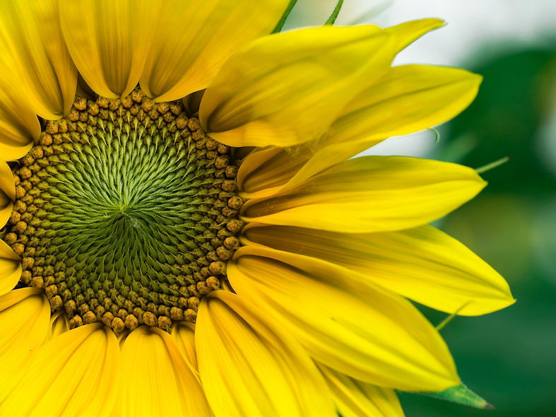 Fleur de tournesol jaune et vert