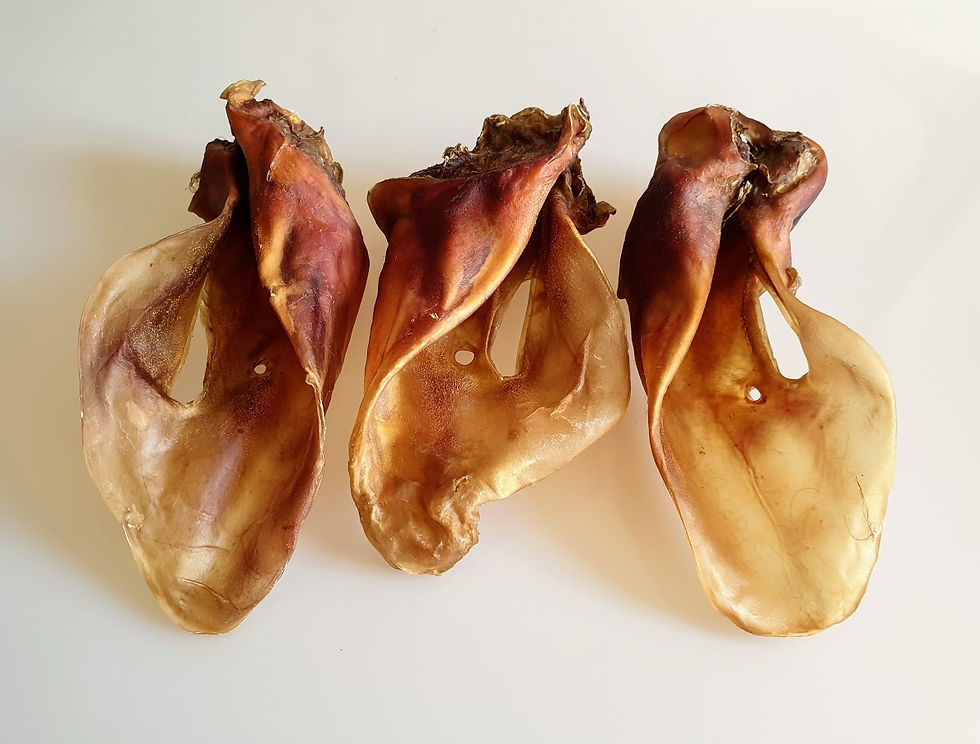 Rinderohren ohne Fell mit Muschel Deutsche Herstellung