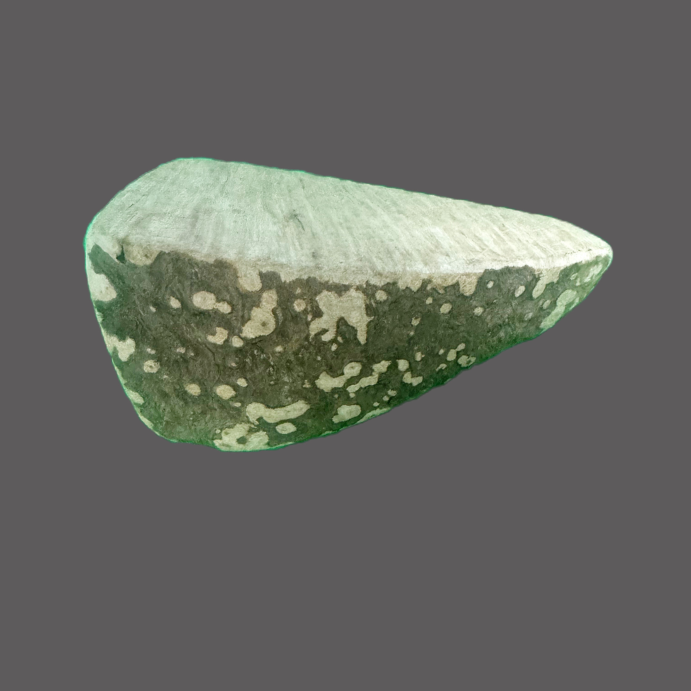 Baumheide-Kauwurzel Größe XS