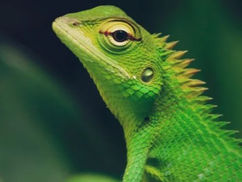 Creekside Critters Sept 7