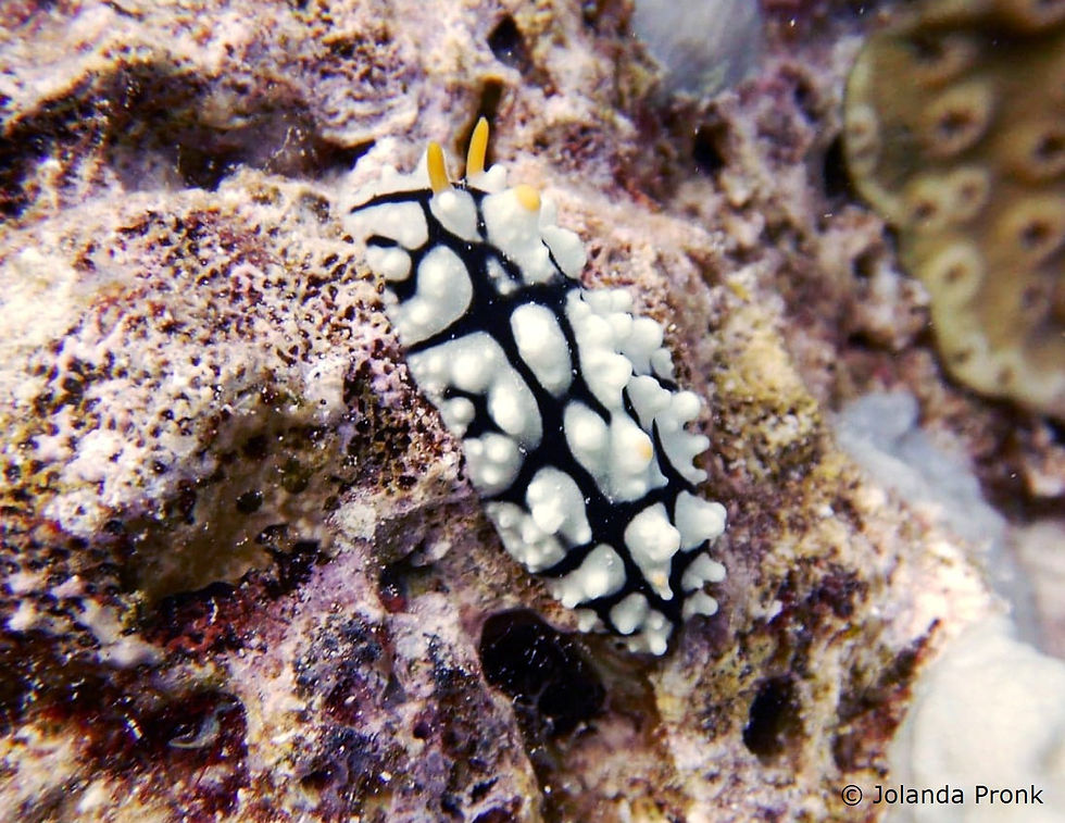 Warzenschnecke