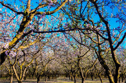 ametllers ·febrer 2016·