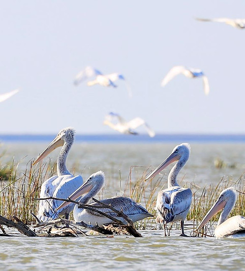 Пеликаны Наталья Титова.jpg