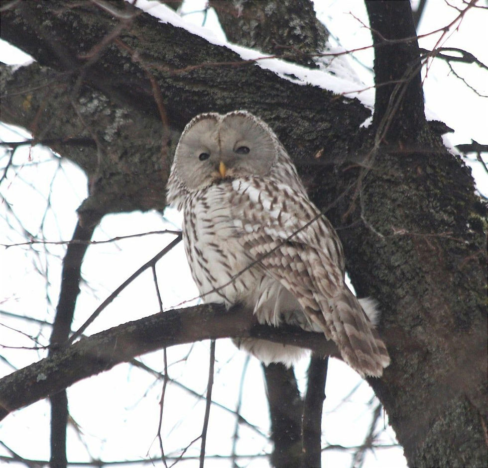 Тур выходного дня – Бердвотчинг в Ярославле
