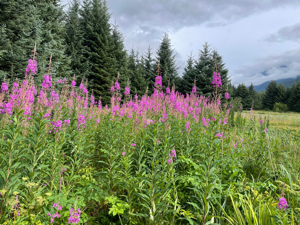Pine & Fireweed
