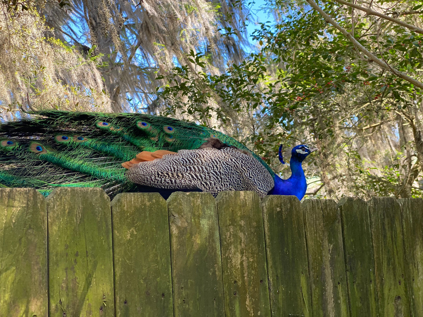 Feathered Neighbor