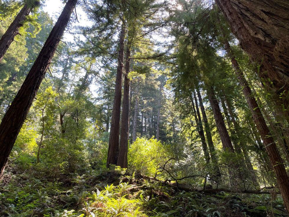 Redwood Giants
