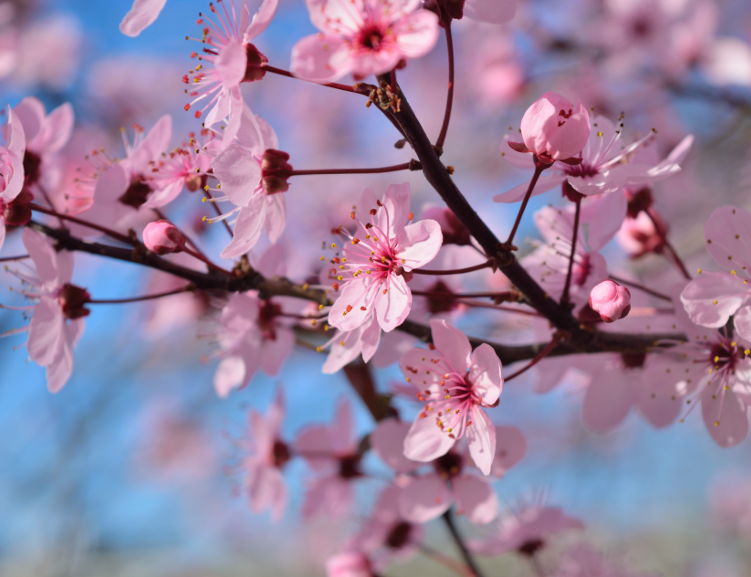 Cherry Blossoms.png