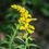 Miniaturbild: GOLDENROD Herb Loose Tea Sustainably Grown ( Solidago virgaurea)