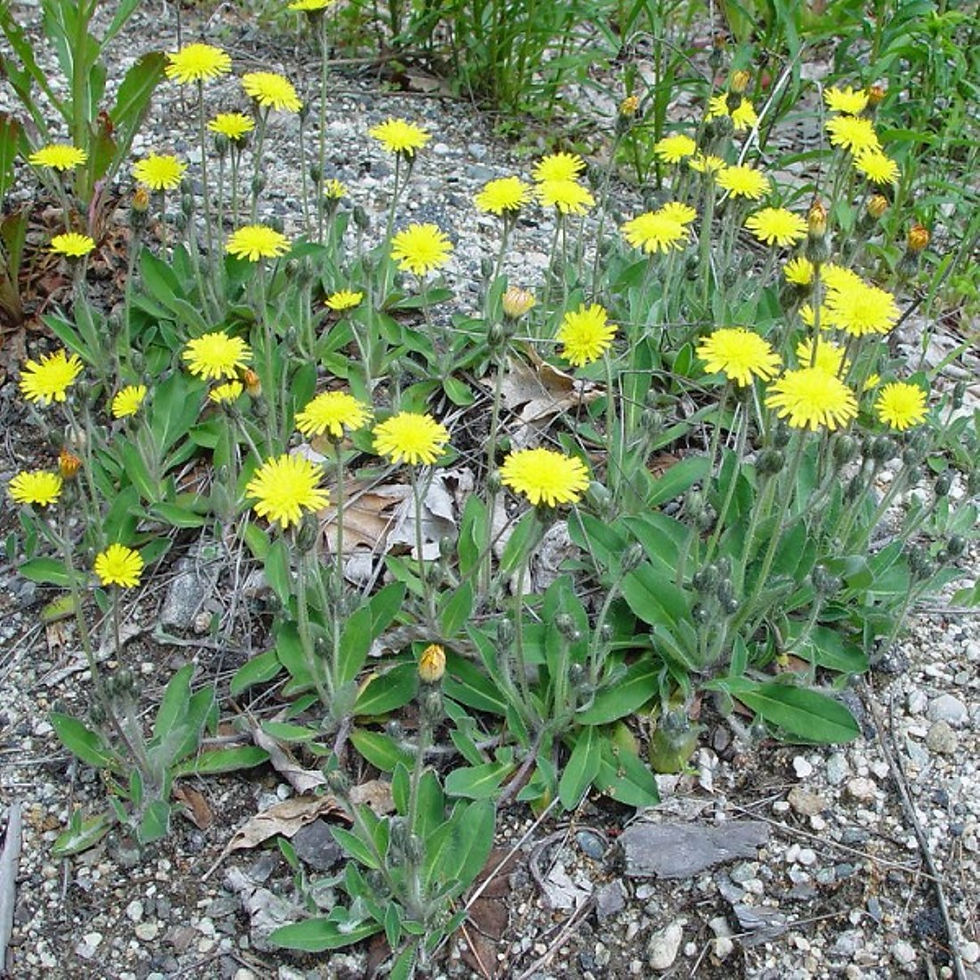 Miniature : MOUSEEAR HAWKWEED Dried natural Traditional Herb ( Hieracium pilosella)
