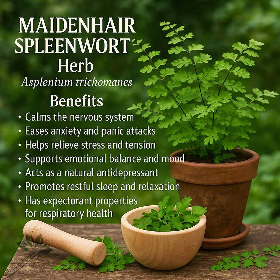 Thumbnail: MAIDENHAIR SPLEENWOR Culinary Locally sourced ( Asplenium trichomane)