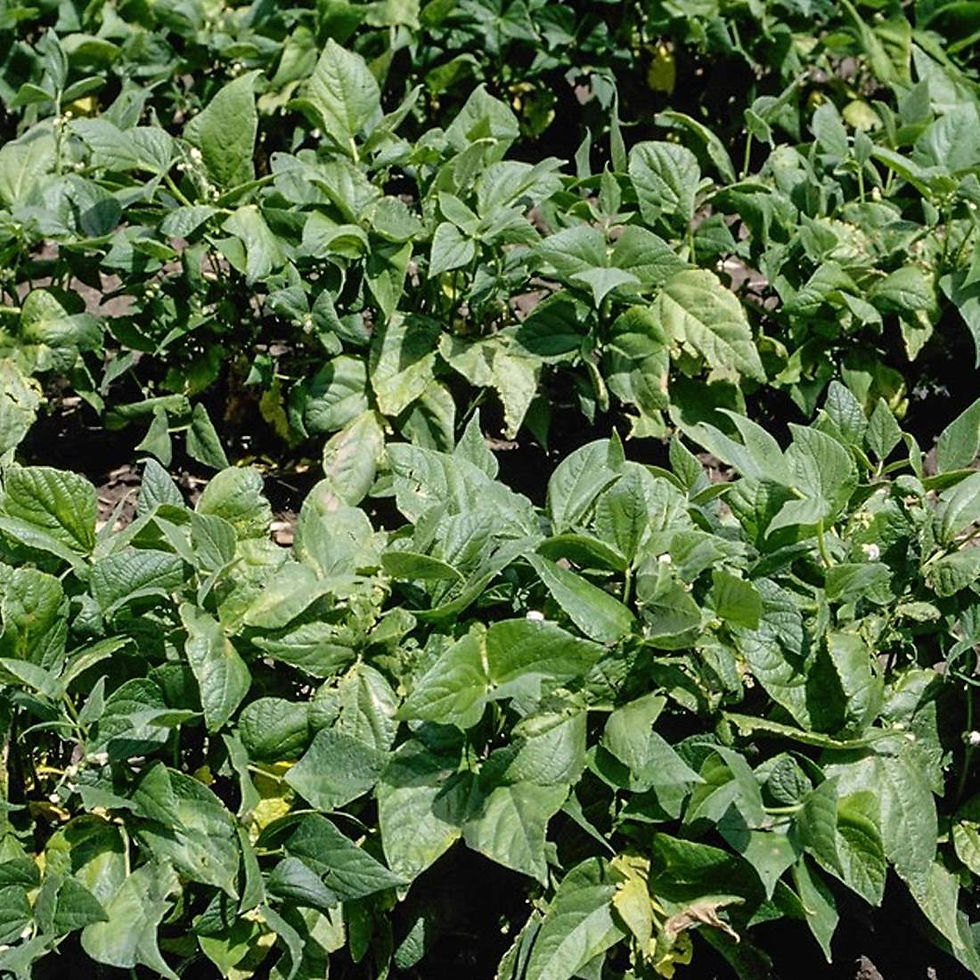 Miniaturbild: COMMON BEAN Pods Wellness Blend Dried organic ( Phaseolus vulgaris l)