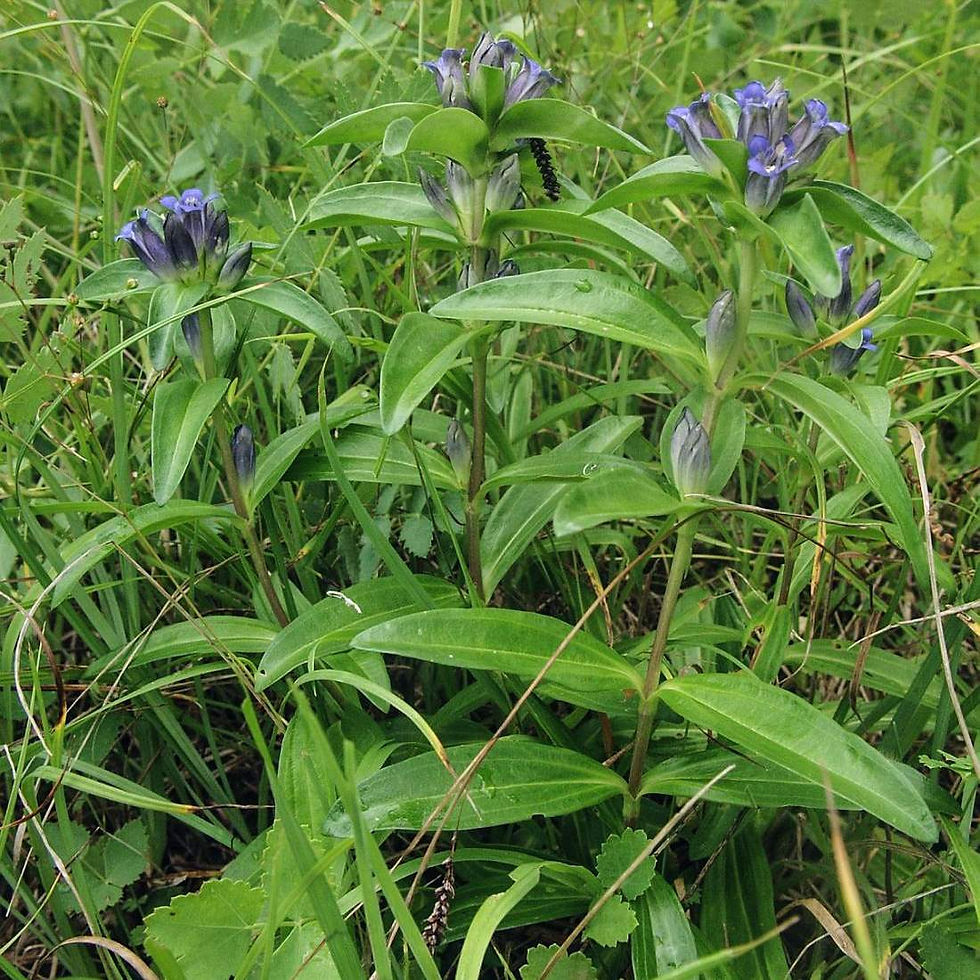 Thumbnail: STAR GENTIAN Herb Cleansing Herbal Tea Loose Leaf Tea ( Gentiana cruciata l)