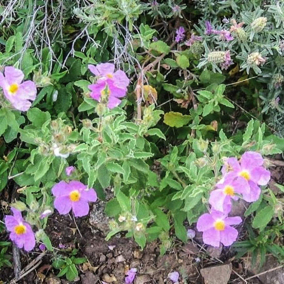 Miniature : ROCK ROSE Herb Freshly dried Organic ( Cistus incanus)