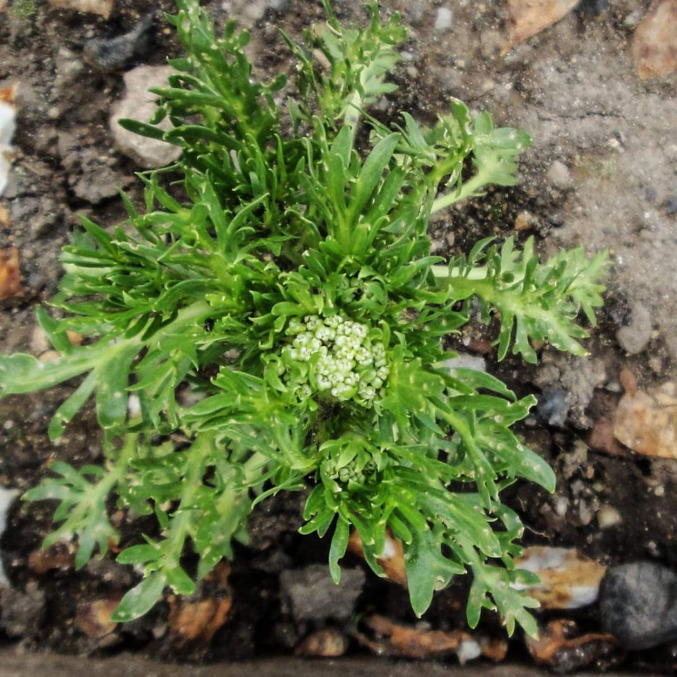 Thumbnail: MACA Root Powder Bulk Tea Restorative Tea ( Lepidium meyenii)