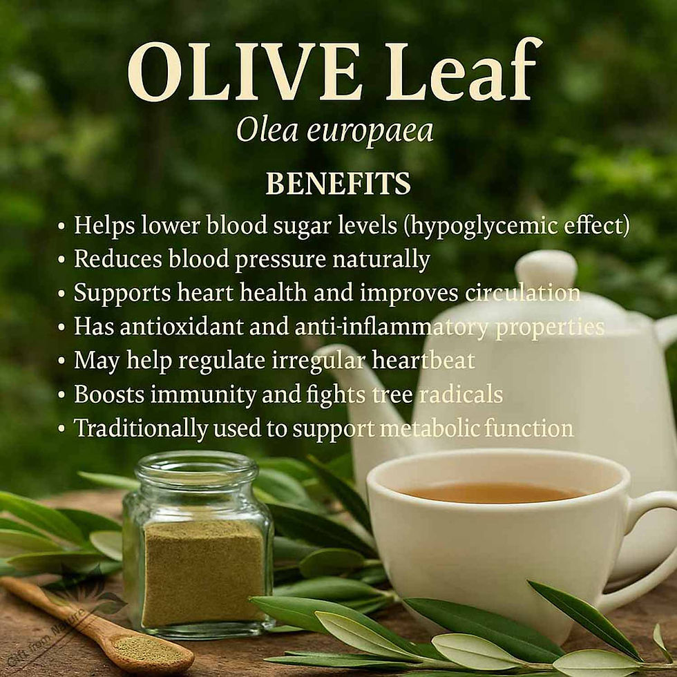 Миниатюра: OLIVE Leaf Loose Tea Sustainably Grown ( Olea europaea)