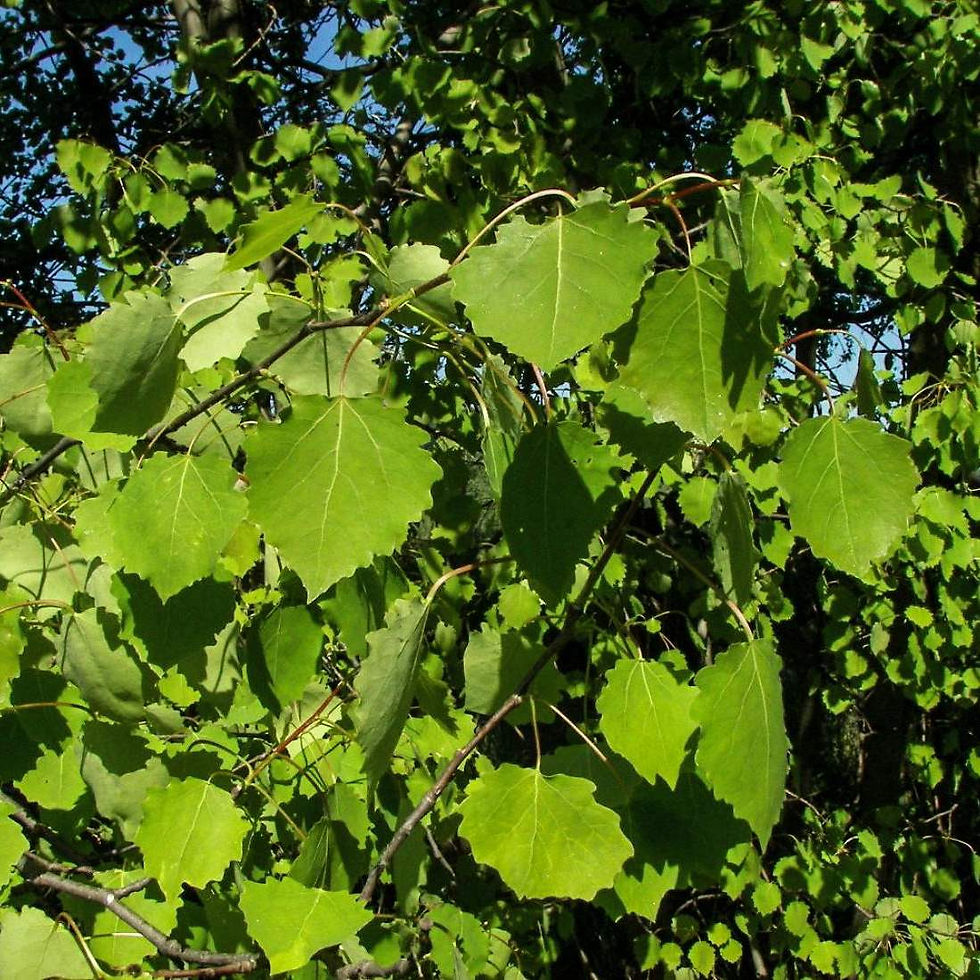 Miniature : ASPEN Leaf Bulk Restorative Tea Tea Subscription ( Populus tremula l)