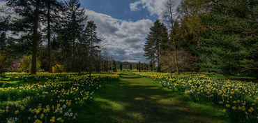 Blooming Garden_edited.jpg