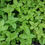 Thumbnail: LEMON BALM Leaf Wiccan Herb Support Blend ( Melissa officinalis)
