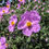 Миниатюра: ROCK ROSE Herb Freshly dried Organic ( Cistus incanus)