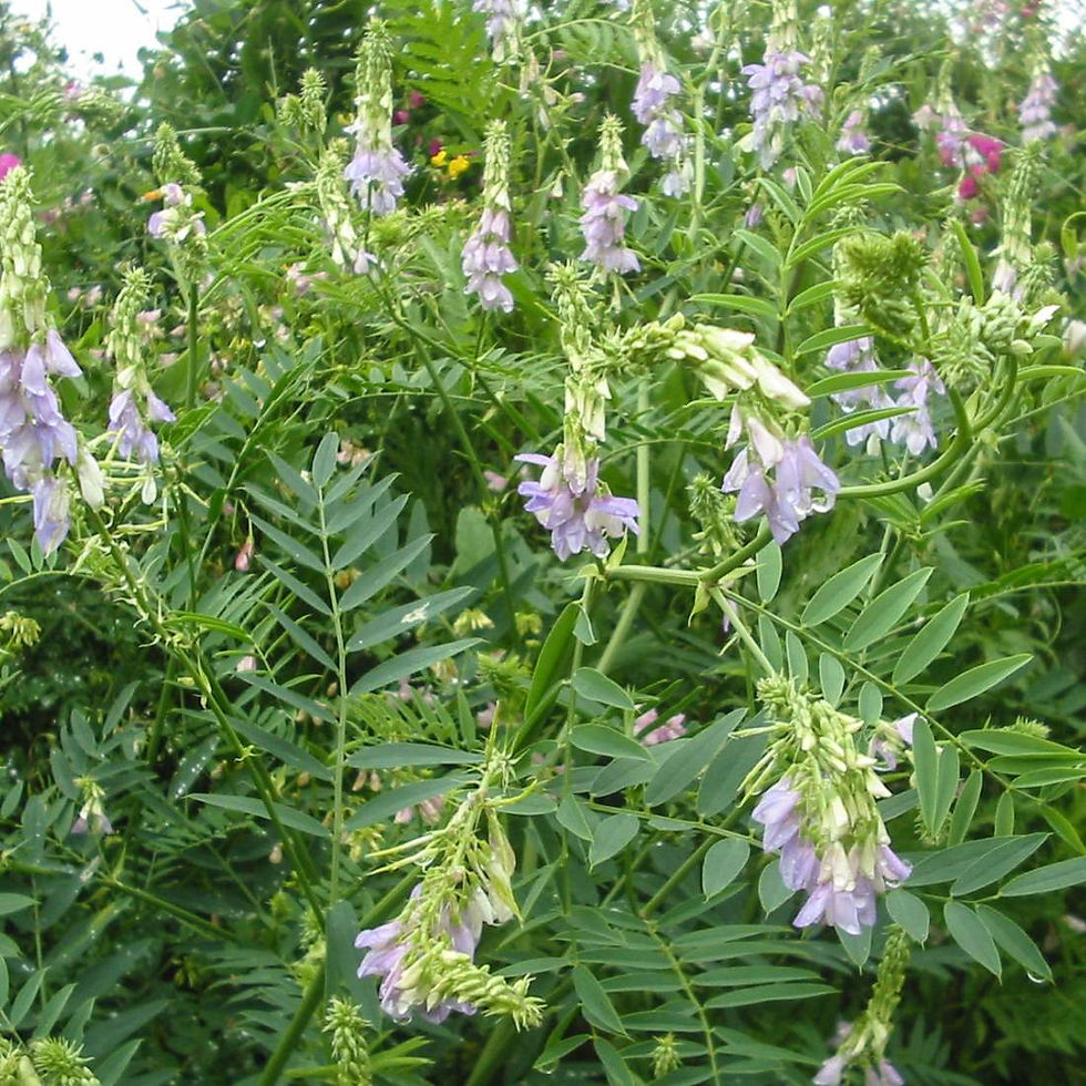 Miniaturbild: GOATS RUE Herb Loose Leaf Tea Holistic Blend ( Galega officinalis)