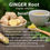 Miniature : GINGER Root Spice Herb   Spice Vegan Friendly ( Zingiber officinale)