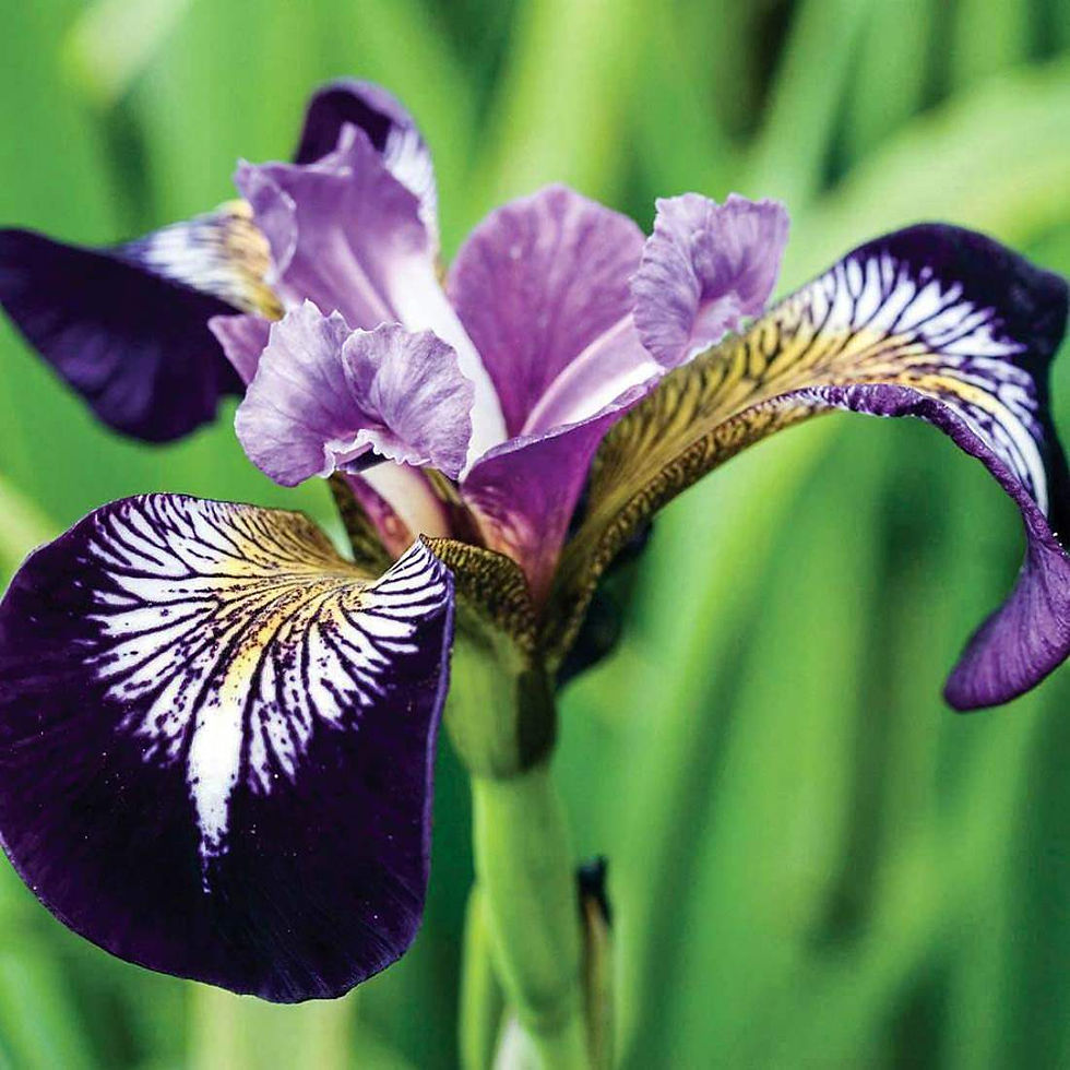 Thumbnail: BLUE FLAG IRIS Root Traditional Herbs Herbal Poultice ( Iris versicolor)