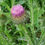 Miniature : SCOTCH THISTLE Flowe Wiccan Herb Support Blend ( Onopordum acanthium)