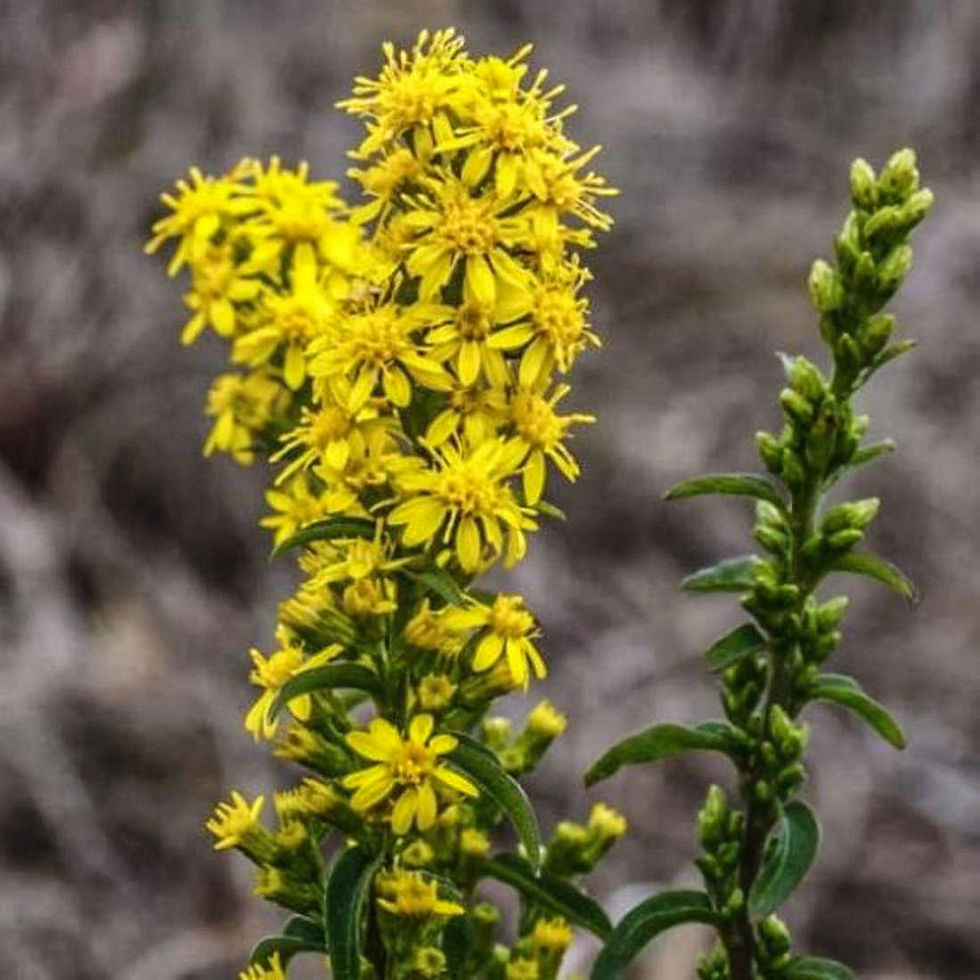 Thumbnail: GOLDENROD Herb Loose Tea Sustainably Grown ( Solidago virgaurea)