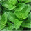 Miniaturbild: SPEARMINT Leaf Spice Herbal Seasoning Heat   Flavor ( Mentha spicata)
