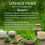 Miniaturbild: LOVAGE Herb Spice Vegan Friendly Non Gmo ( Levisticum officinal)