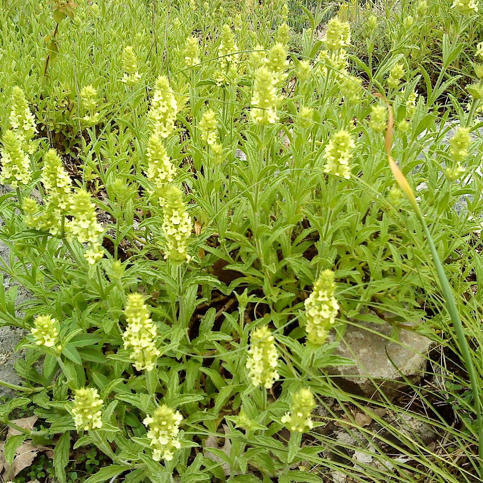 Miniature : MOUNTAIN TEA Herb Dried Magic Herbs ( Sideritis scardica g)
