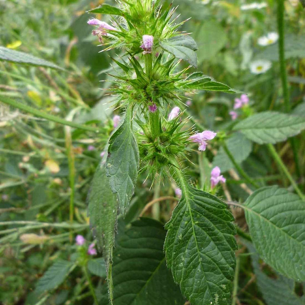 Миниатюра: HEMP NETTLE Herb Organic Herbs Wildcrafted ( Galeopsis tetrahit l)