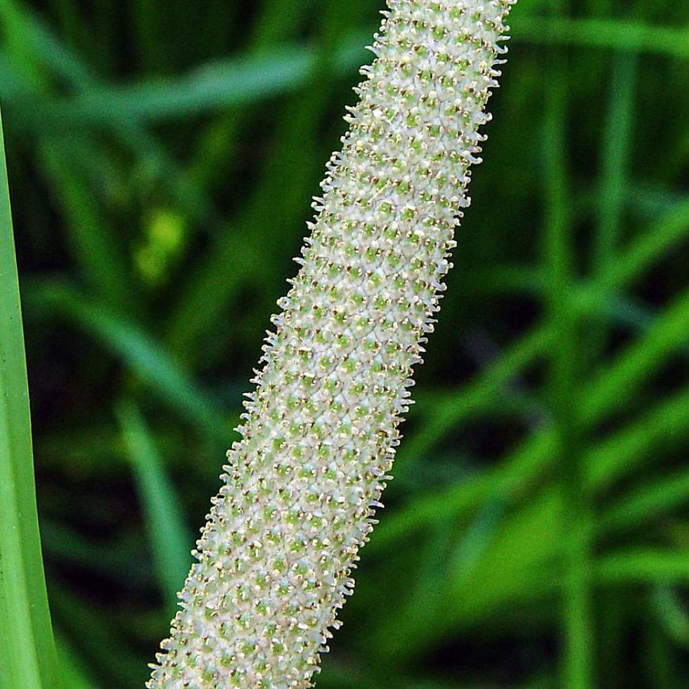 Миниатюра: CALAMUS Root Relaxing Tea Botanical ( Acorus calamus)