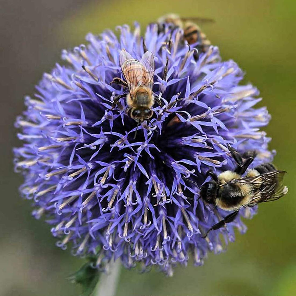 Miniaturbild: GLOBE THISTLE Flower Wellness Blend Dried organic ( Echinops ritro)